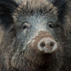 Ein Wildschwein (Archivfoto)