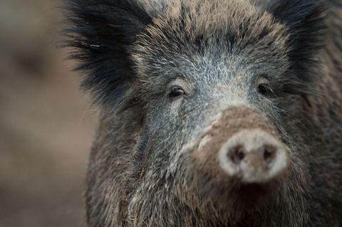 Ein Wildschwein (Archivfoto)