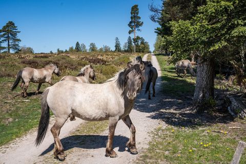 Eine Herde Konikpferde weidet im Schwarzwald. Foto: Daniel Müller/Nationalpark Schwarzwald/dpa