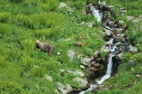 Eine Bärin geht mit ihrem Nachwuchs durch ein Tal in der Westtatra in der Slowakei. Nach offiziellen Zählungen gibt es in der Sl