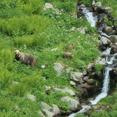 Eine Bärin geht mit ihrem Nachwuchs durch ein Tal in der Westtatra in der Slowakei. Nach offiziellen Zählungen gibt es in der Sl