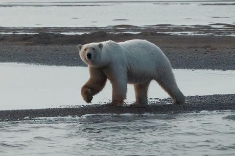 Ein Eisbär