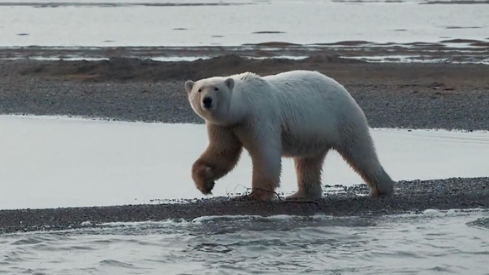 Ein Eisbär