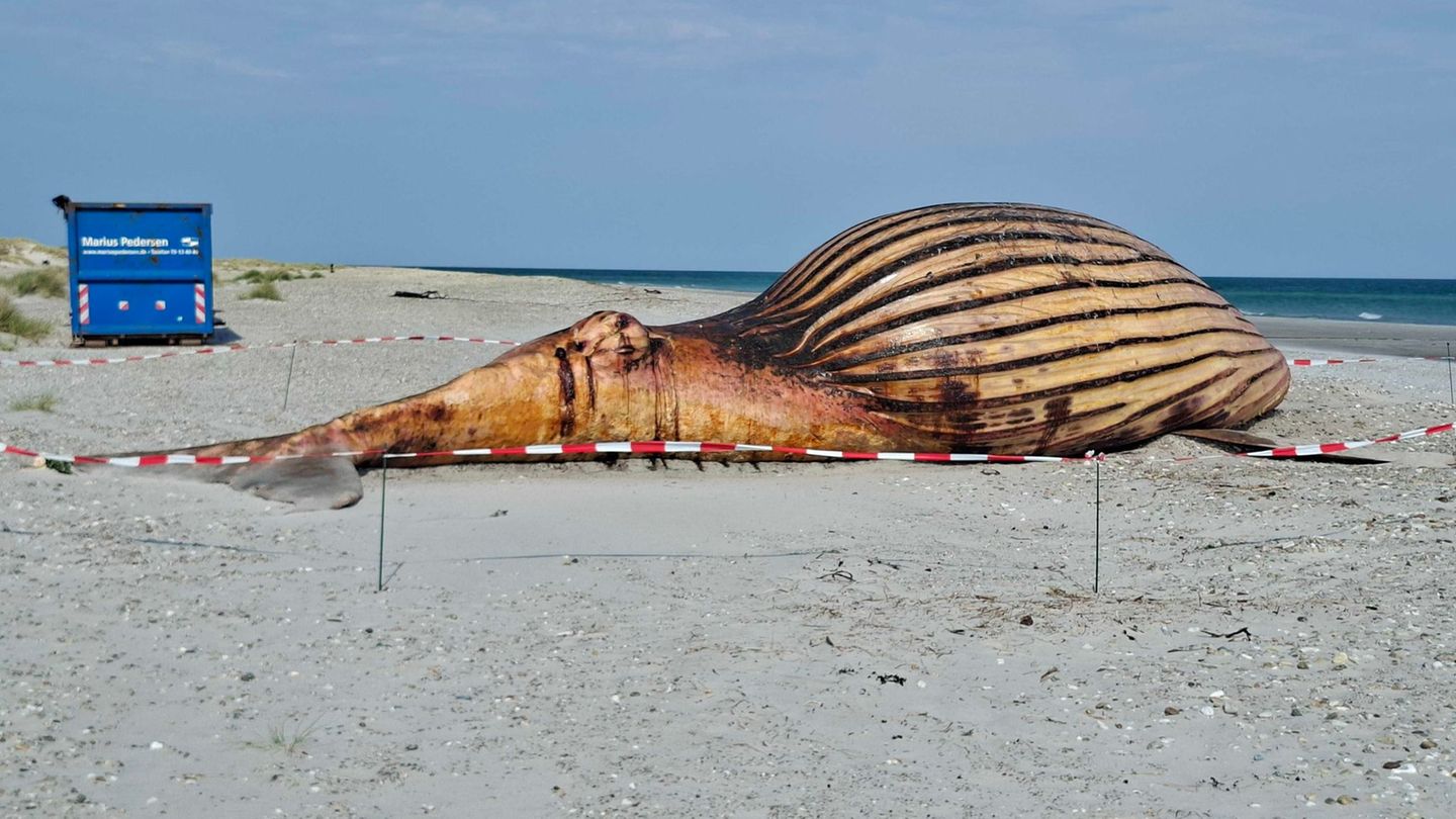Walkadaver auf dänischer Insel: Wal-Obduktion am Strand: Nichts für schwache Nerven