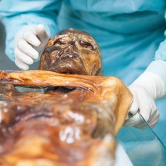 Forscher entschlüsseln Ötzis Mikrobiom
