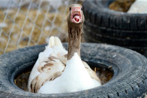 Gans mit offenem Schnabel in Autoreifen
