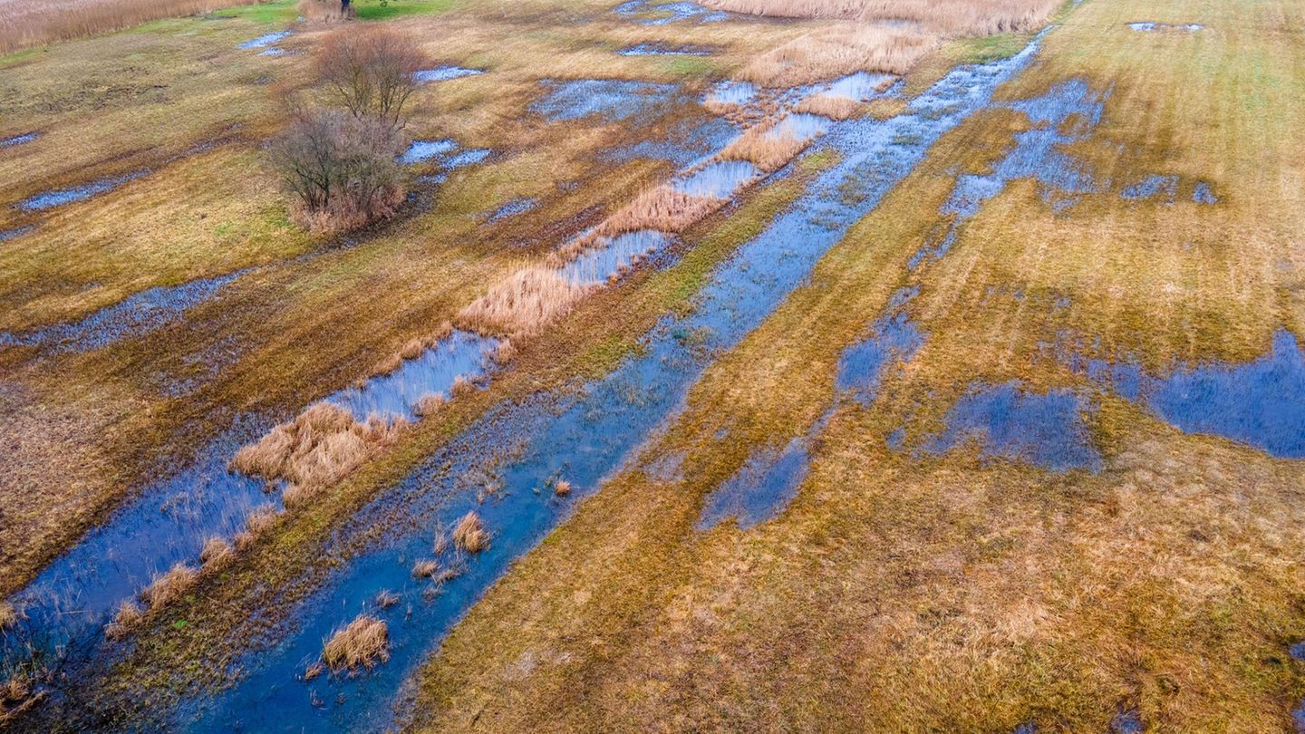 Schutz der Moore: MV beschließt Klimaziel bis 2045 – Kritik beim Moorschutz