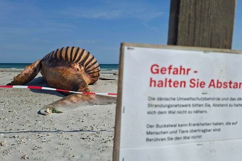 Neugierige dürfen bei der Obduktion des Buckelwals dabei sein - aber nur mit Sicherheitsabstand. Foto: Kai Moorschlatt/dpa