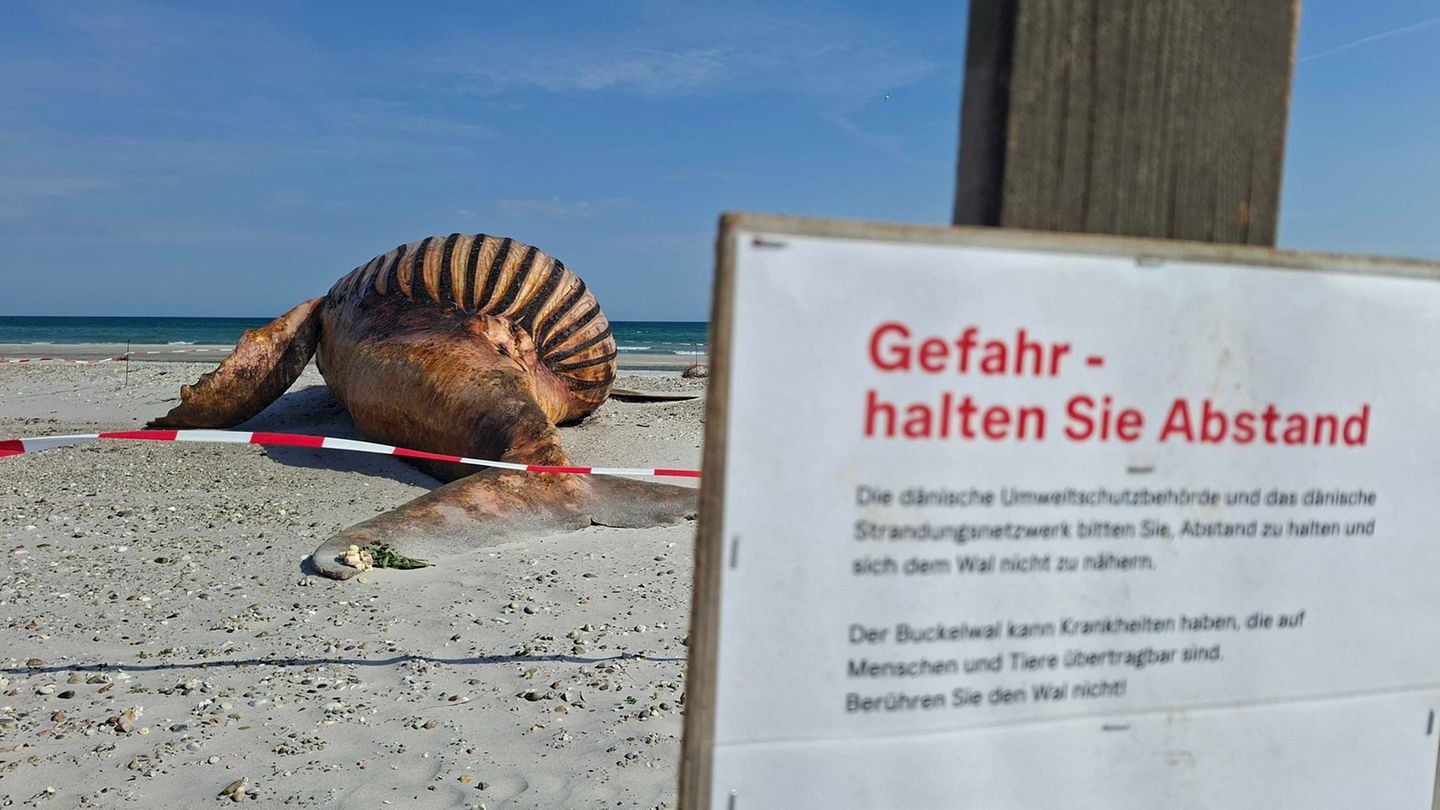Walkadaver auf dänischer Insel: Alle dürfen zuschauen: Buckelwal wird am Strand obduziert