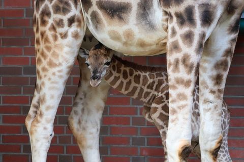 Namenspate für die junge Giraffe ist das Model Linus Weber. (Archivbild) Foto: -/Tierpark Berlin/dpa