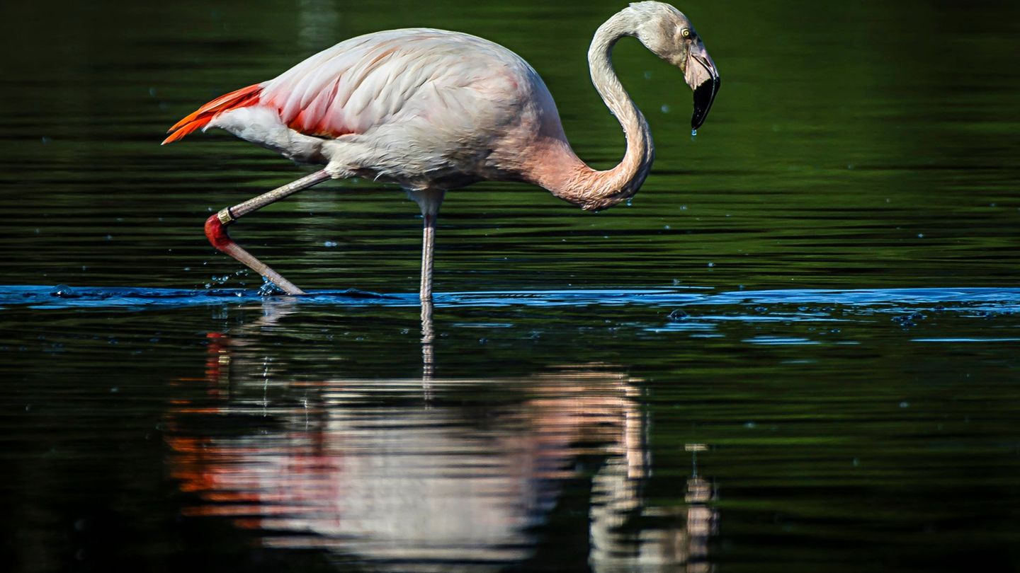 Und das bei uns in NRW: Von Flamingo bis Seeadler - Wo kann ich seltene Vögel sehen?