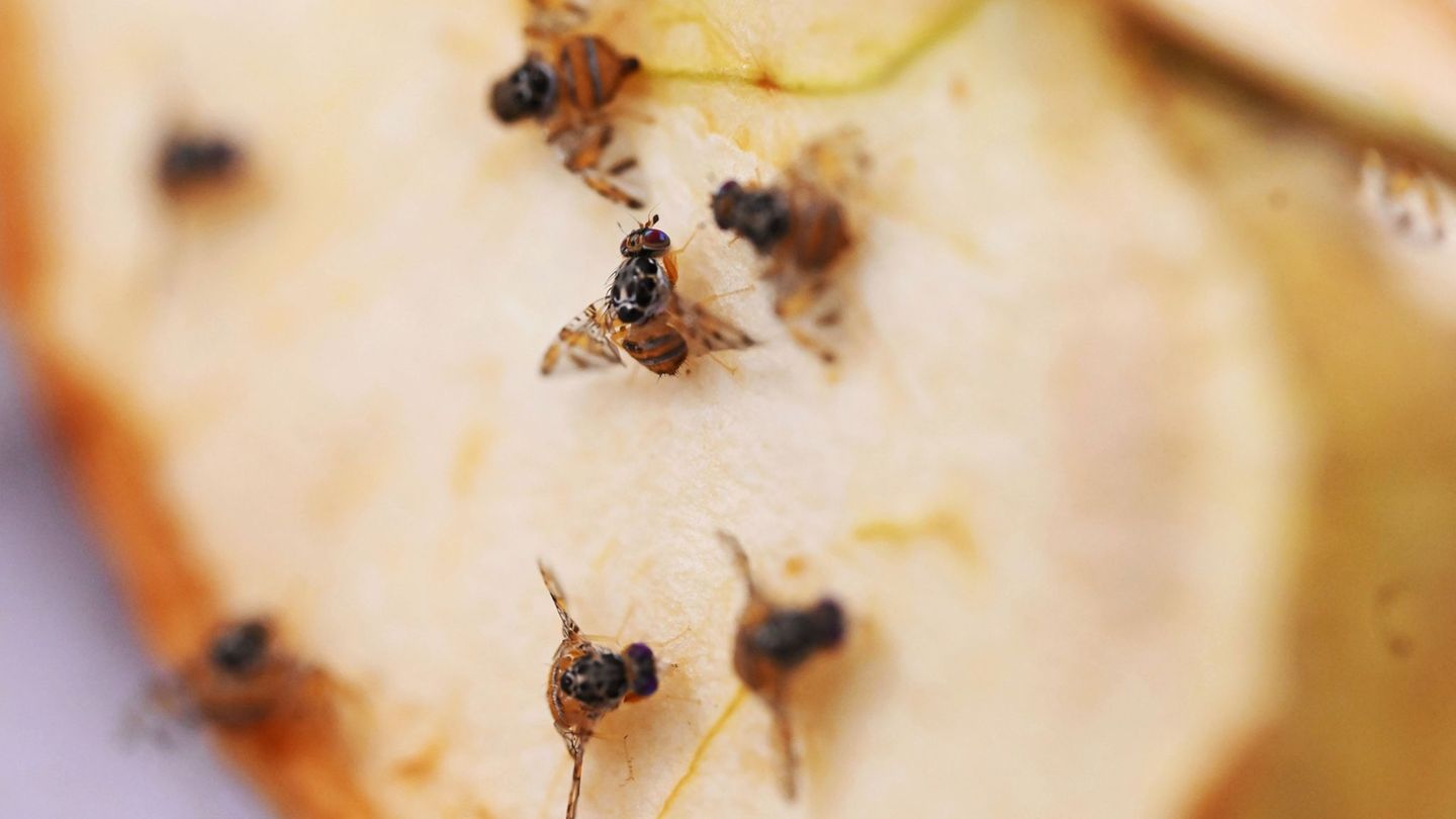 Agrar: Mittelmeerfruchtfliege könnte zum Superschädling werden