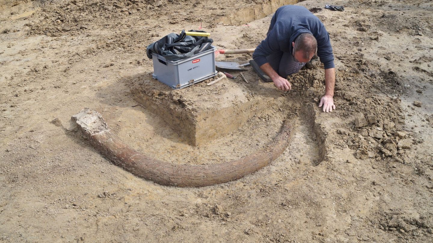 Das in Bayern entdeckte Mammut gibt Aufschluss auch über die Lebensweise der Steinzeitmenschen. (Handout) Foto: --/Bayerisches L
