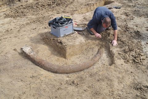 Das in Bayern entdeckte Mammut gibt Aufschluss auch über die Lebensweise der Steinzeitmenschen. (Handout) Foto: --/Bayerisches L