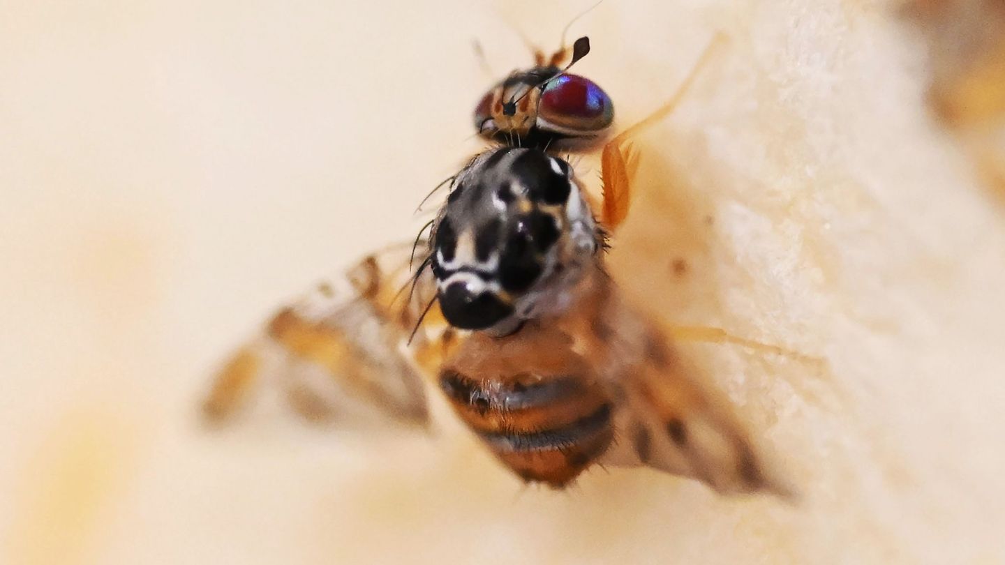 Agrar: Warum diese Fliege gefährlich werden könnte