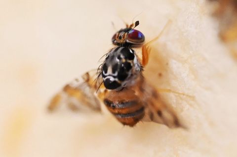 Die Mittelmeerfruchtfliege kann auch in Deutschland zum Problem werden. Foto: Uli Deck/dpa