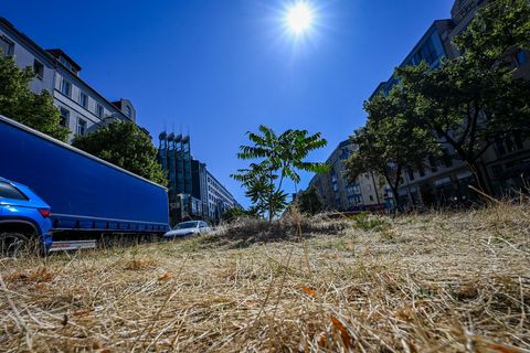 Braun statt Grün: Im Sommer nicht selten in Berlin. Foto: Jens Kalaene/dpa