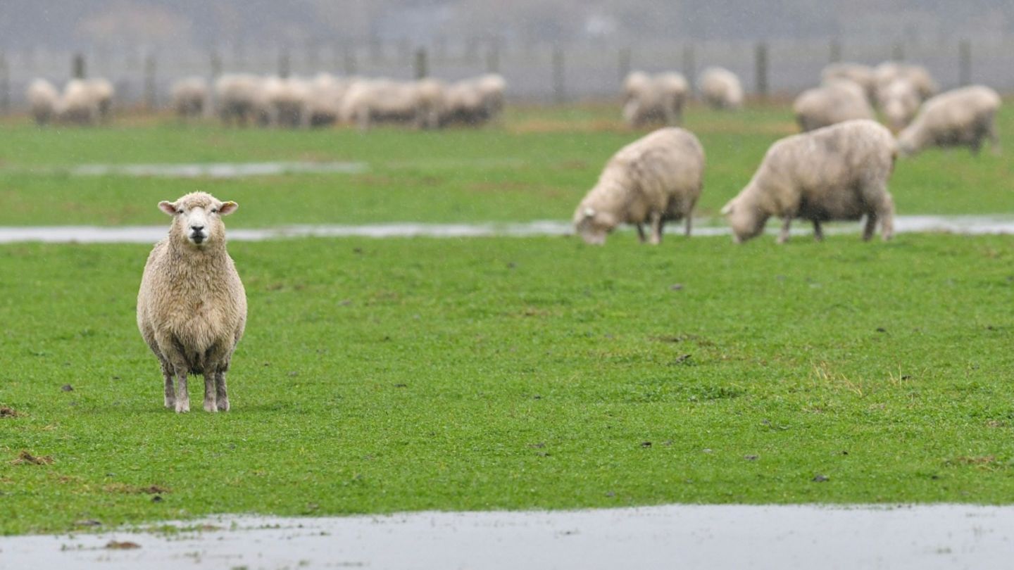 25 Mutterschafe von Weide gestohlen - Lämmer zurückgelassen
