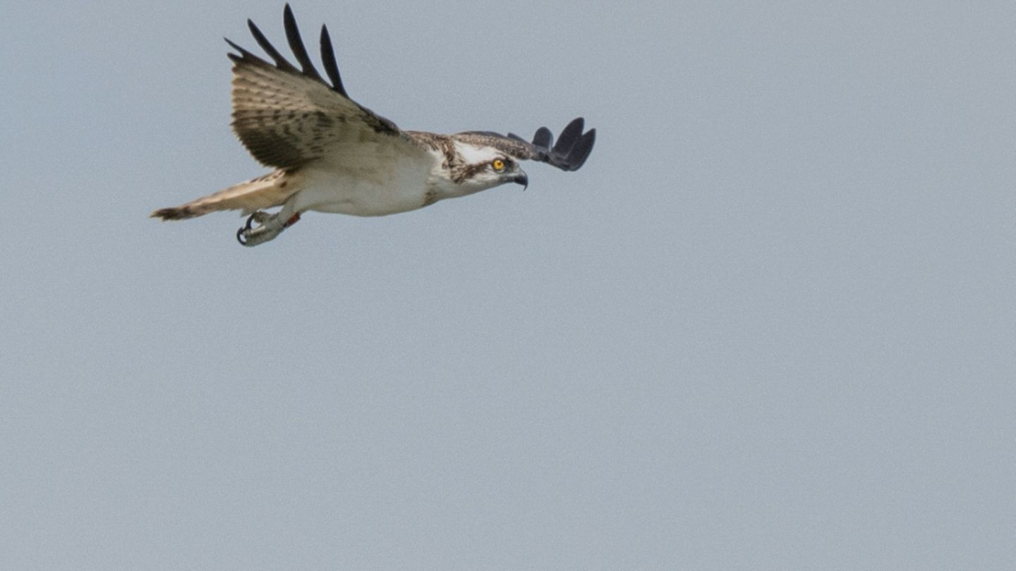 Habicht im Flug