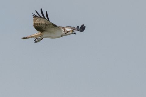 Habicht im Flug