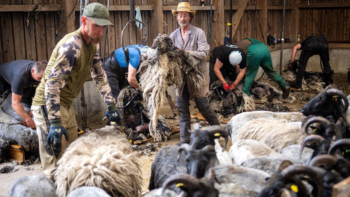 Bei der Schur der Heidschnucken ist Handarbeit gefragt. Foto: Sina Schuldt/dpa