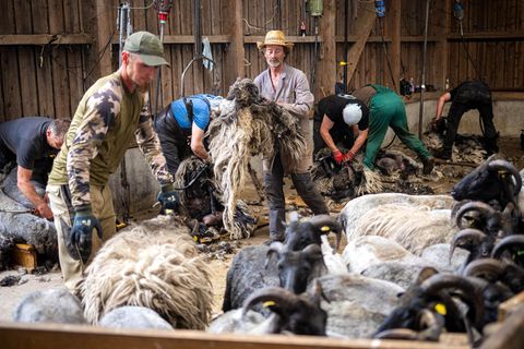 Bei der Schur der Heidschnucken ist Handarbeit gefragt. Foto: Sina Schuldt/dpa