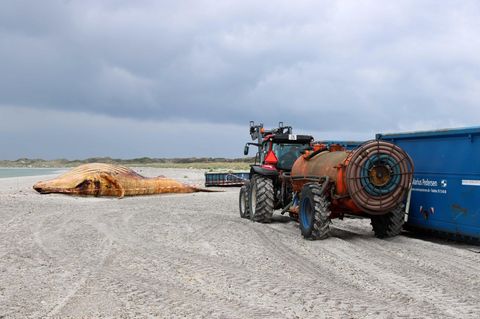 Ein Traktor mit Tankanhänger steht neben einem Container. Dahinter ist der tote Buckelwal „Timmy“ am Strand zu sehen
