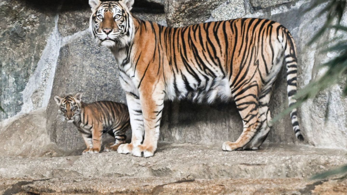 Freizeit: Tierpark litt 2025 erneut unter zu wenig Besuchern