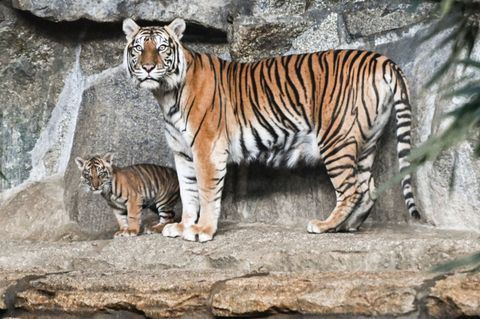 Der Berliner Tierpark litt in den vergangenen beiden Jahren unter zu wenig Besuchern. (Archivbild) Foto: Jens Kalaene/dpa