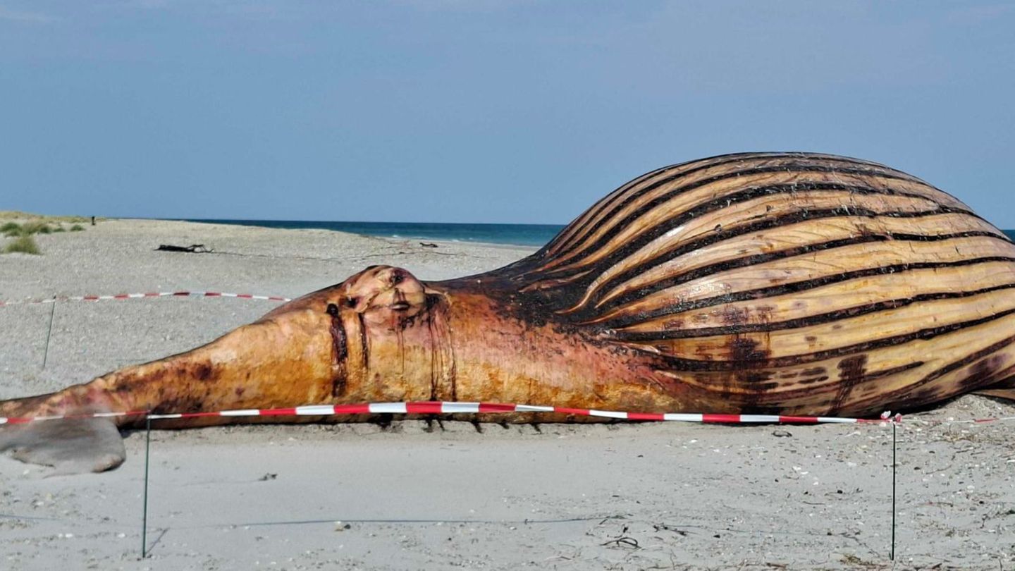 Walkadaver auf dänischer Insel: Obduktion von Buckelwal beginnt: Kadaver wird aufgeschnitten