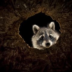 Ein Waschbär guckt durch ein Astloch