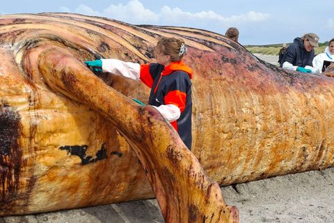 Die Obduktion des Buckelwals am Strand der dänischen Insel Anholt hat begonnen. Foto: Kai Moorschlatt/dpa