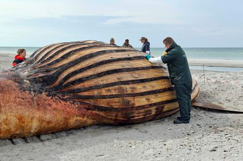 Die Obduktion des als „Timmy“ bekannten Buckelwals am Strand der dänischen Insel Anholt hat begonnen