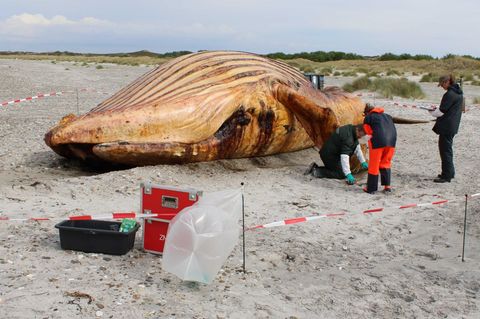 Die Obduktion des Wals am Strand der dänischen Insel Anholt schreitet voran