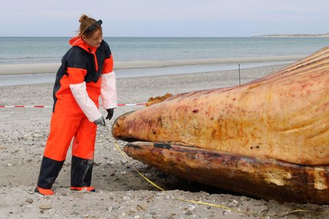 Der Wal am Strand der dänischen Insel Anholt wird noch einmal genau vermessen