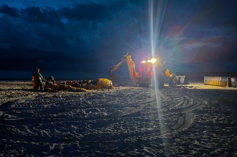 Noch in der Dunkelheit wurde im Zuge der Obduktion des Buckelwals gearbeitet. Foto: Kai Moorschlatt/dpa