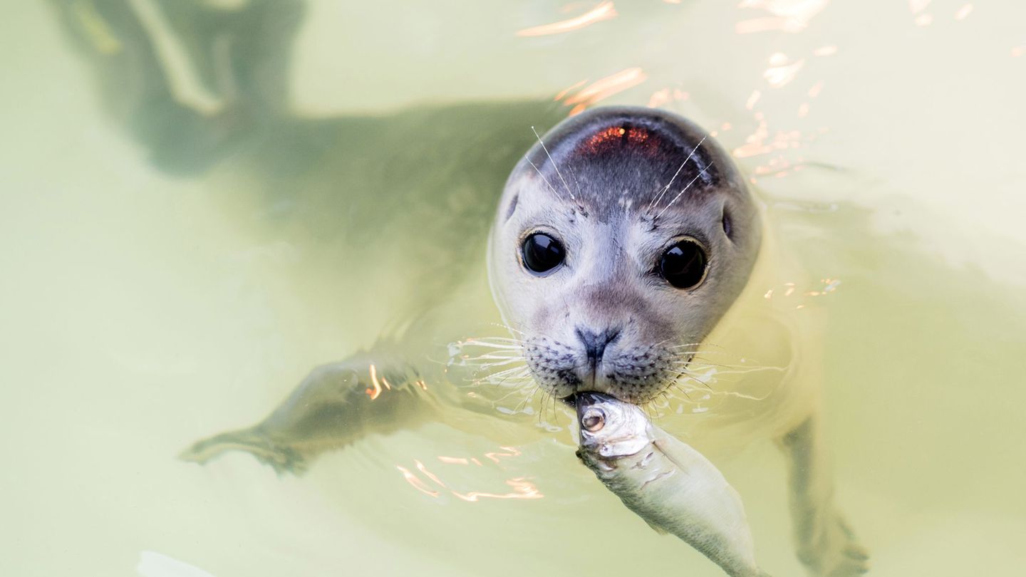 In den kommenden Tagen und Wochen werden im Wattenmeer wieder tausende Seehunde geboren. (Archivbild) Foto: Hauke-Christian Ditt