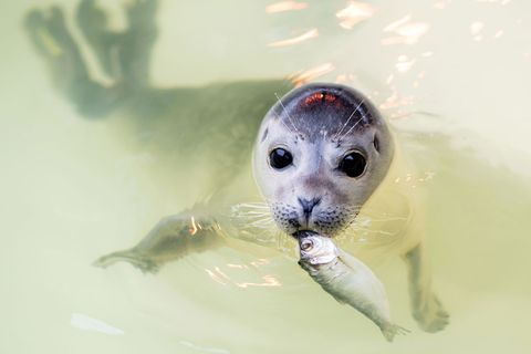 In den kommenden Tagen und Wochen werden im Wattenmeer wieder tausende Seehunde geboren. (Archivbild) Foto: Hauke-Christian Ditt