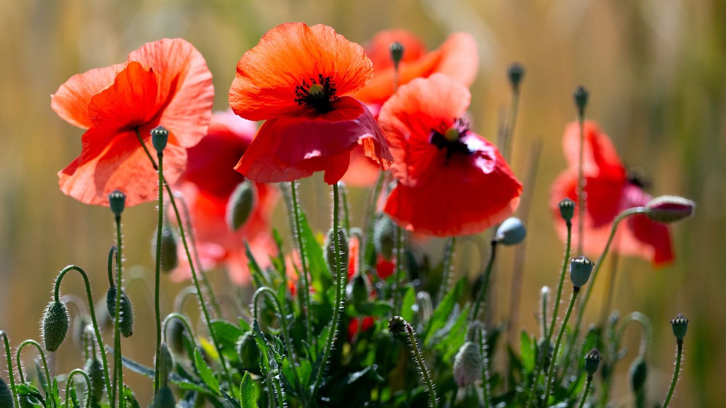 Schauer sind Wochenendausflüglern in der Regel nicht willkommen, doch Mohn- und anderen Blumen bekommt der Regen gut. (Symbolbil