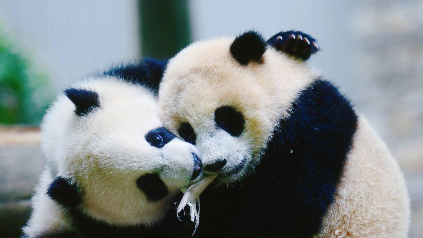 Zwei Pandajunge