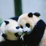 Zwei Pandajunge