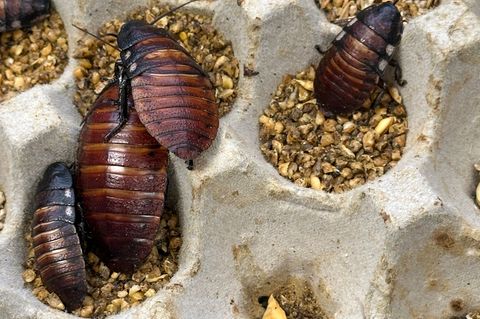 Schaben werden zumeist als Futter für Reptilien und andere Tiere gezüchtet. Foto: Australian Department of Climate Change/AP/dpa