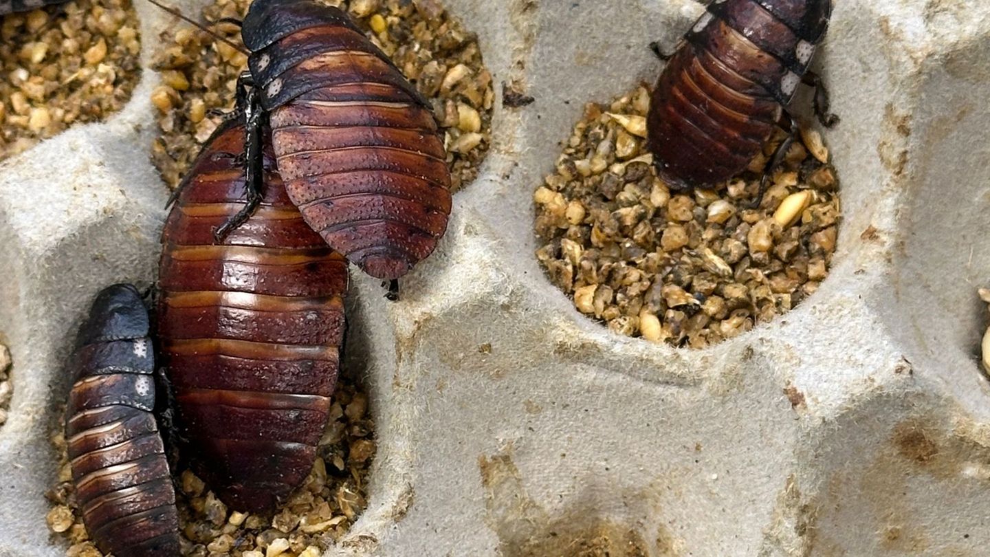 Schaben werden zumeist als Futter für Reptilien und andere Tiere gezüchtet. Foto: Australian Department of Climate Change/AP/dpa