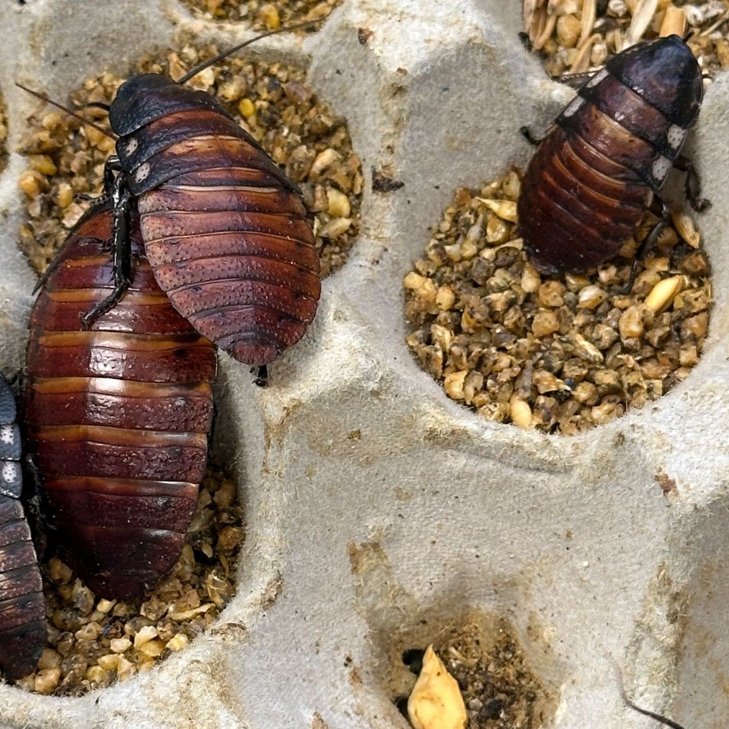 Schaben werden zumeist als Futter für Reptilien und andere Tiere gezüchtet. Foto: Australian Department of Climate Change/AP/dpa