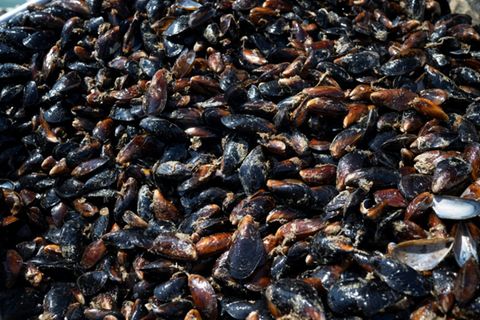 Muscheln