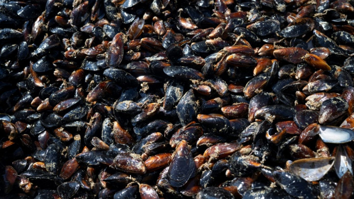 Muscheln