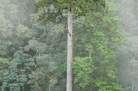 Der 84,1 Meter hohe Baum gilt als höchster bekannter Baum Ostasiens. Foto: Steven Pearce/Taiwan Forestry Research Institute/Eure