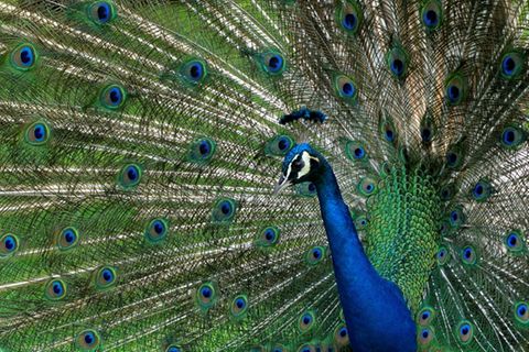 Pfau
