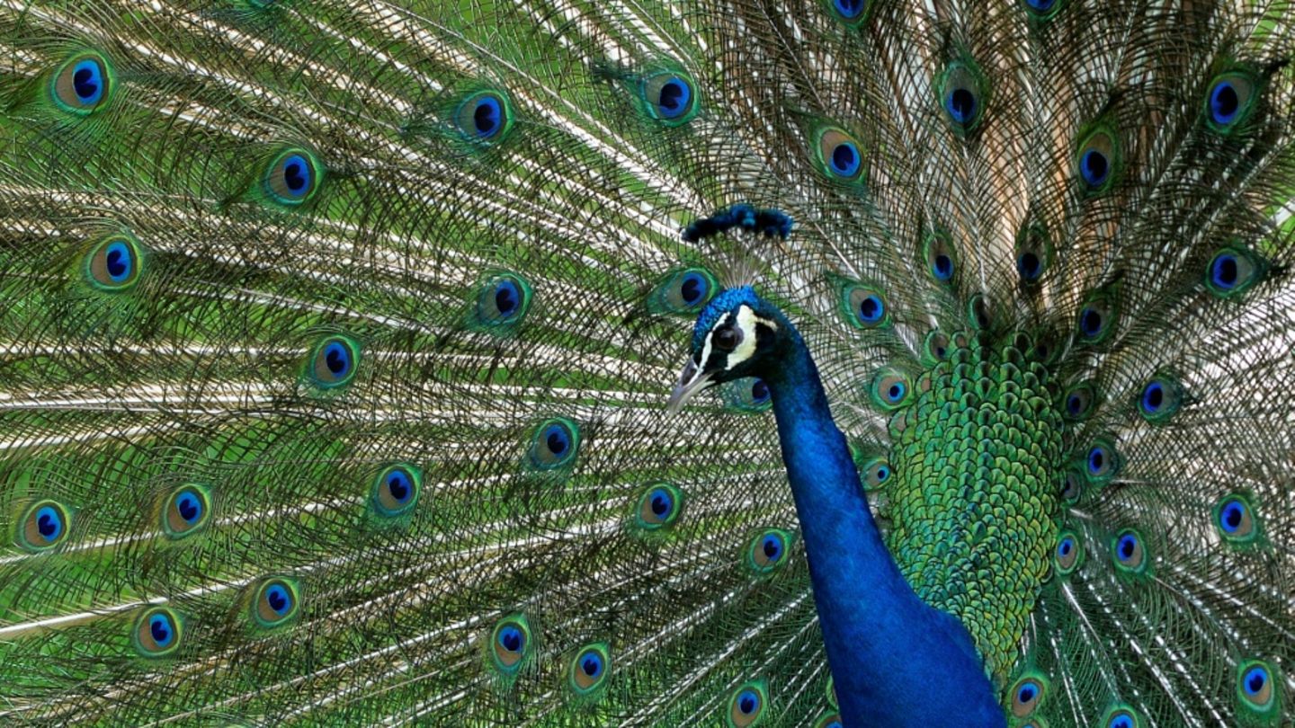 Pfau