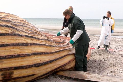 Die Obduktion des toten Buckelwals in Dänemark.